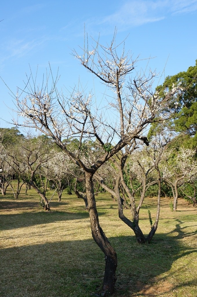 20250124-5buru
