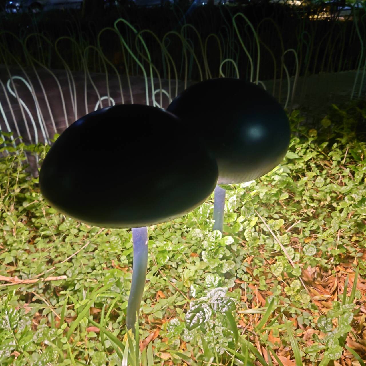 20250124-cy94g