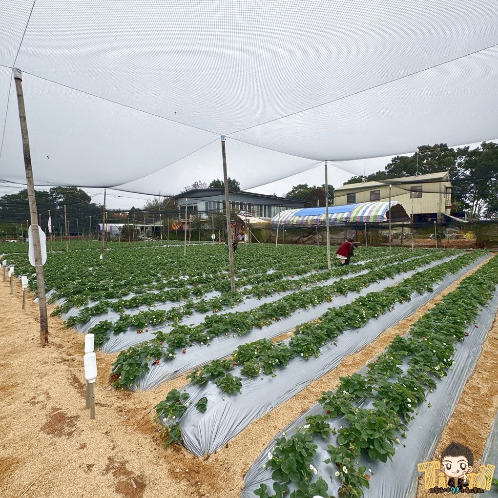 苗栗一日遊懶人包推薦|神隱少女森林、採草莓、甜點伴手禮、玻璃屋下午茶、日式溫泉全攻略 - 第51張圖 苗栗一日遊懶人包推薦|神隱少女森林、採草莓、甜點伴手禮、玻璃屋下午茶、日式溫泉全攻略