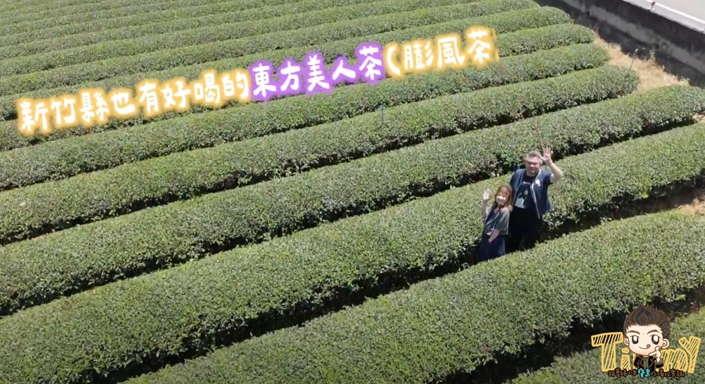 新竹喝茶趣！  高山茶、手搖飲、茶麵包  帶你秒懂在地茶香