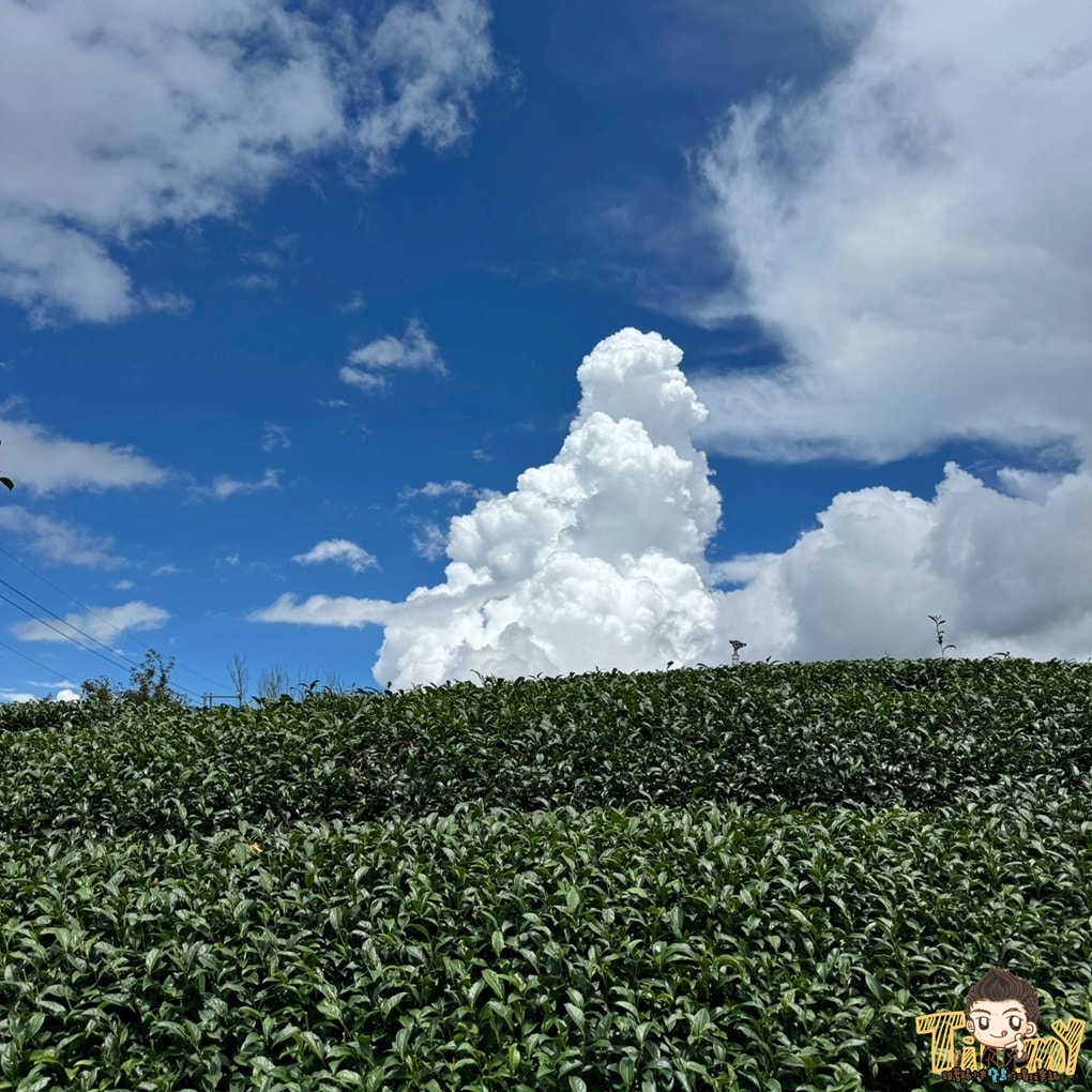 新竹喝茶趣！  高山茶、手搖飲、茶麵包  帶你秒懂在地茶香