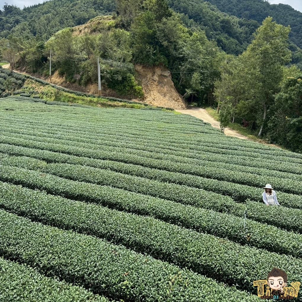 新竹喝茶趣！  高山茶、手搖飲、茶麵包  帶你秒懂在地茶香