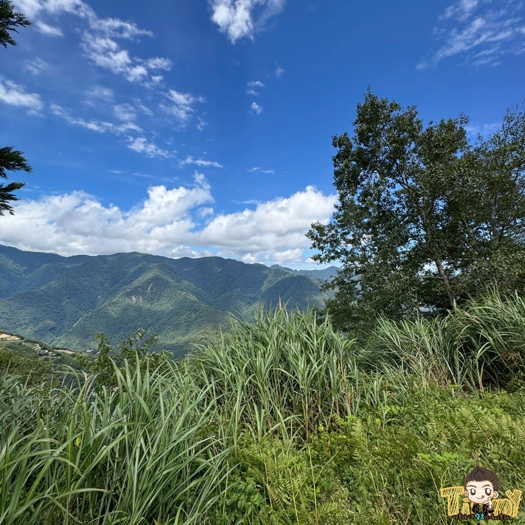 新竹喝茶趣！  高山茶、手搖飲、茶麵包  帶你秒懂在地茶香