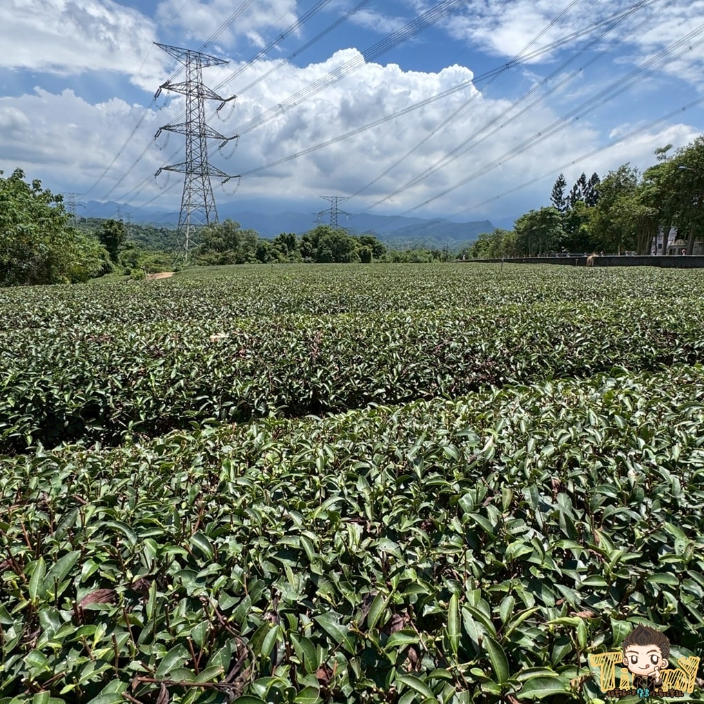 新竹喝茶趣！  高山茶、手搖飲、茶麵包  帶你秒懂在地茶香
