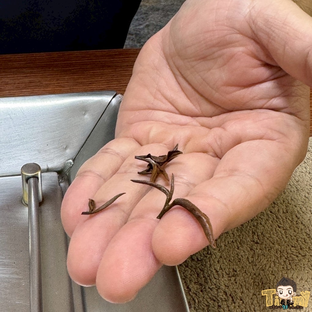 新竹喝茶趣！  高山茶、手搖飲、茶麵包  帶你秒懂在地茶香